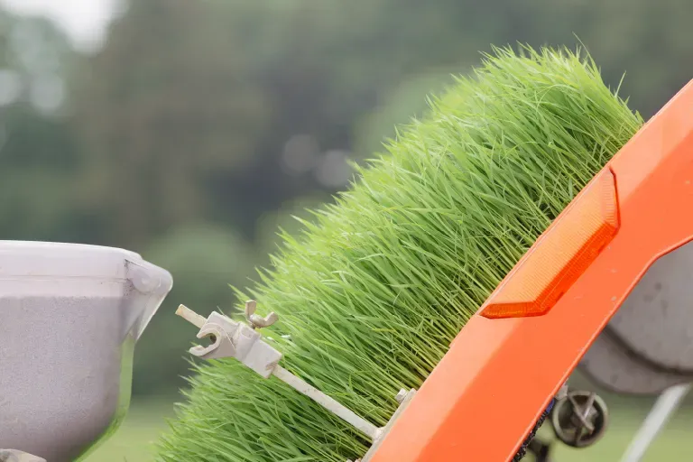 作付けから収穫までの様子