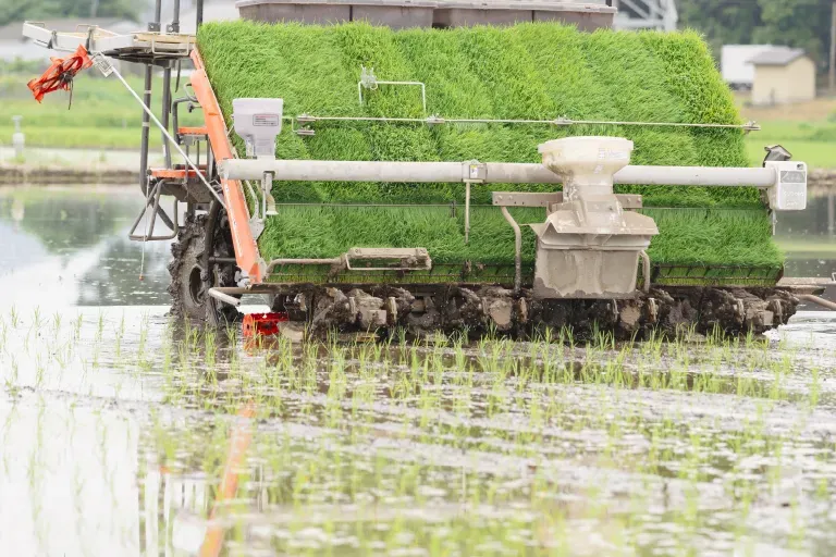 作付けから収穫までの様子