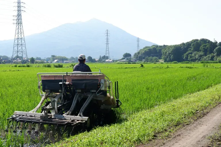 作付けから収穫までの様子