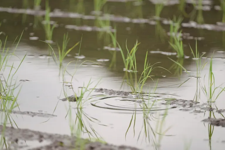作付けから収穫までの様子