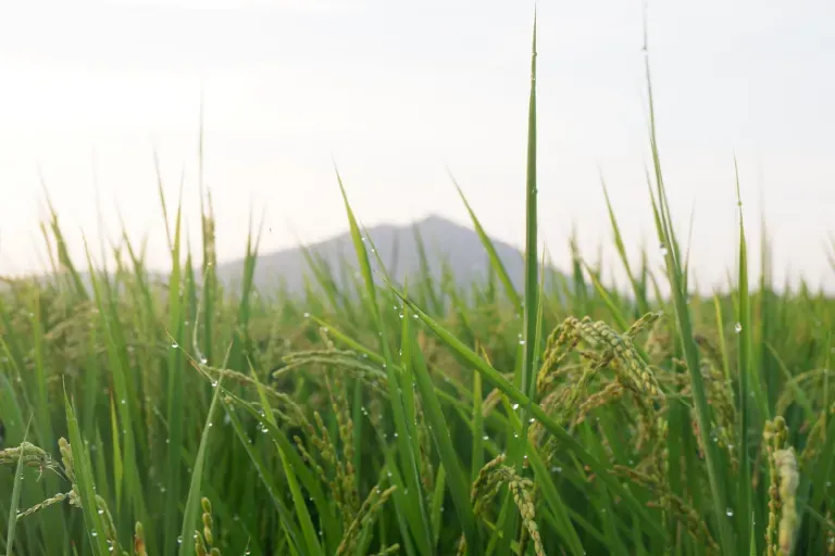 作付けから収穫までの様子