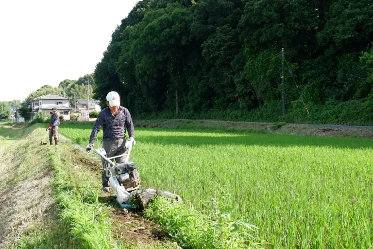 作付けから収穫までの様子