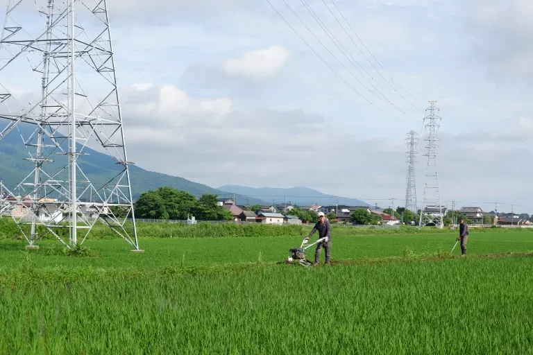 作付けから収穫までの様子