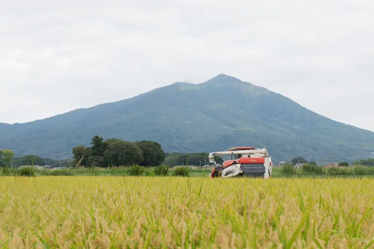 作付けから収穫までの様子