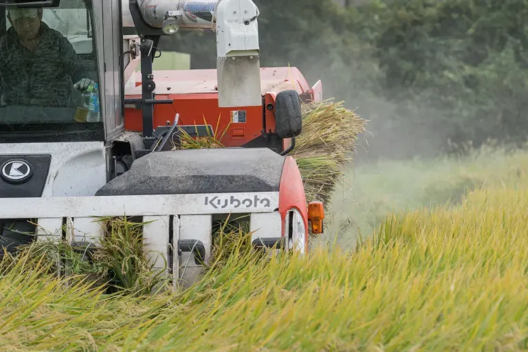 作付けから収穫までの様子