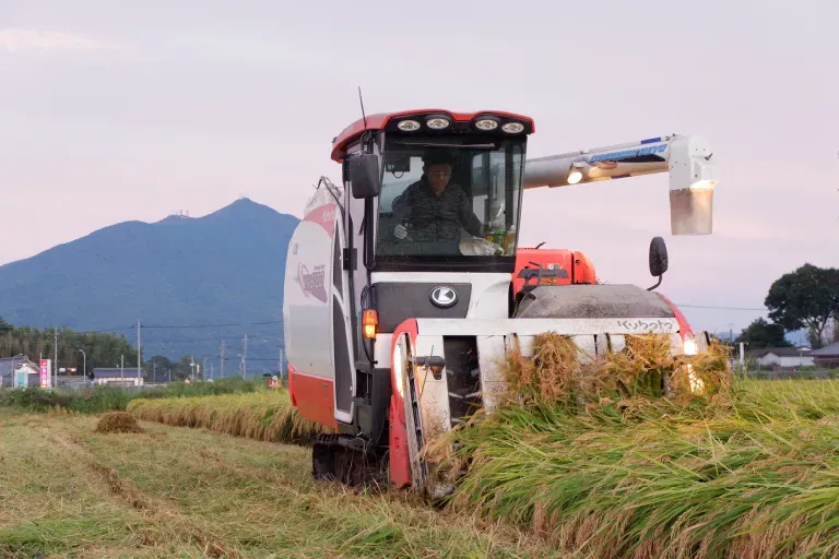 作付けから収穫までの様子
