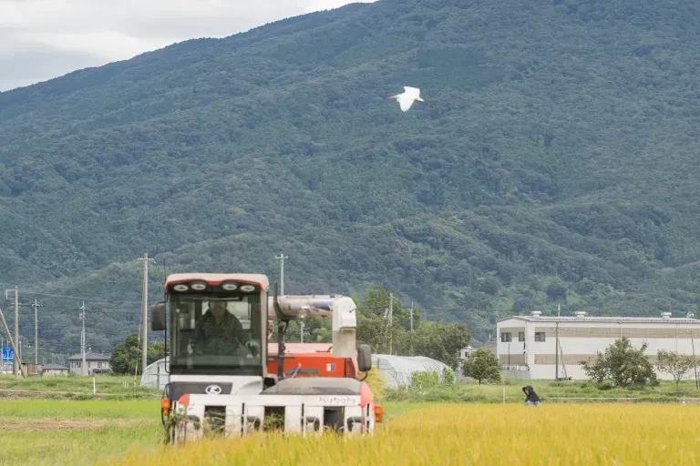 作付けから収穫までの様子