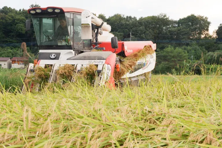 作付けから収穫までの様子