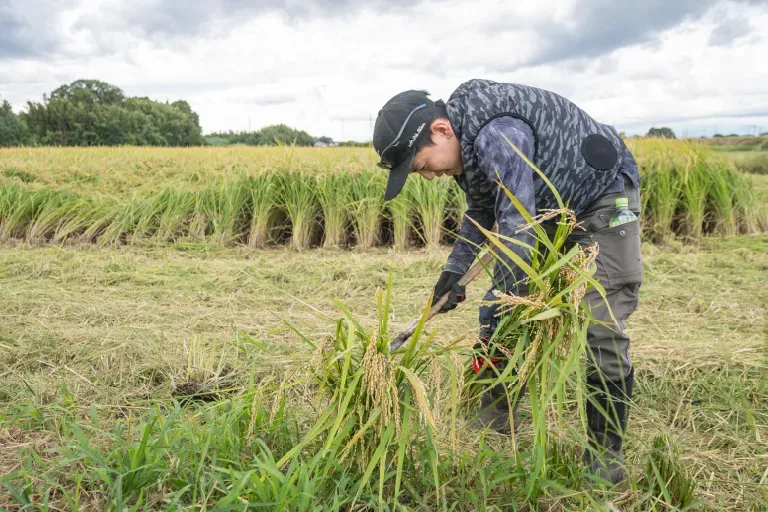 作付けから収穫までの様子