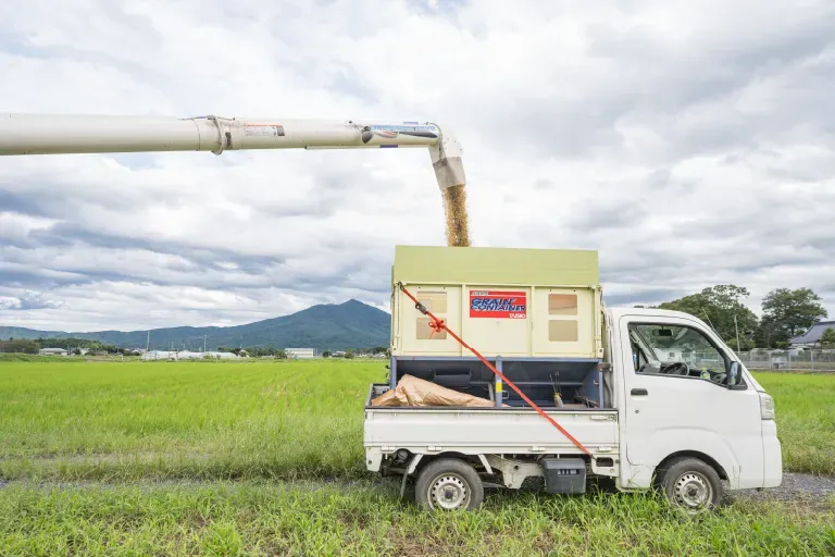作付けから収穫までの様子