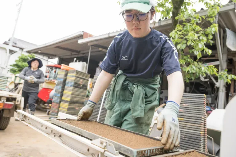 作付けから収穫までの様子