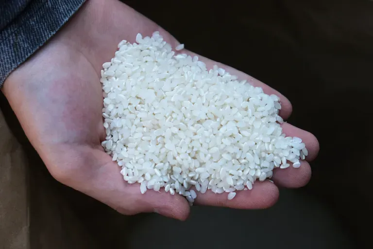 作付けから収穫までの様子