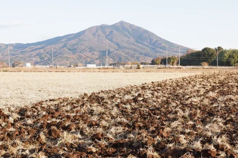作付けから収穫までの様子