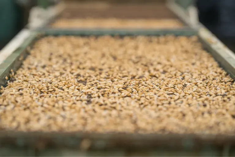 作付けから収穫までの様子