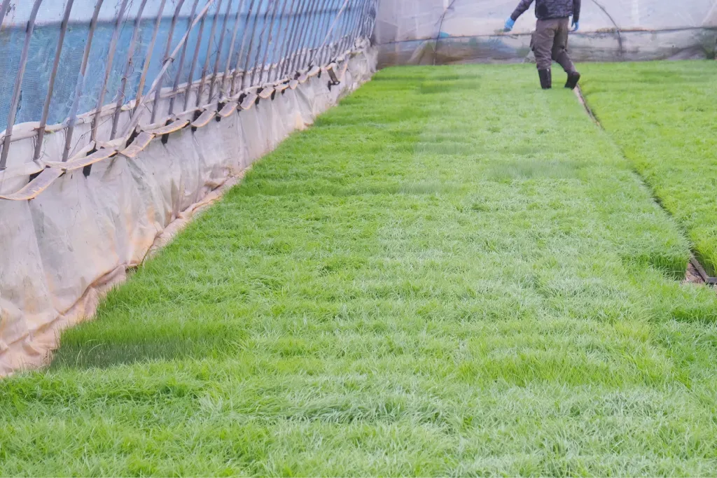 ハウス内のたくさんの稲