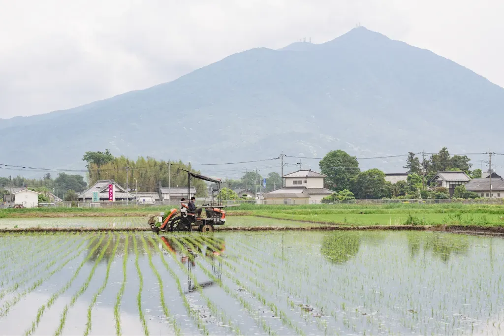 筑波山を背景に田植え機で稲を植える