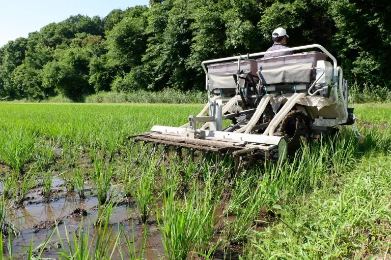 田植え機で稲を植える