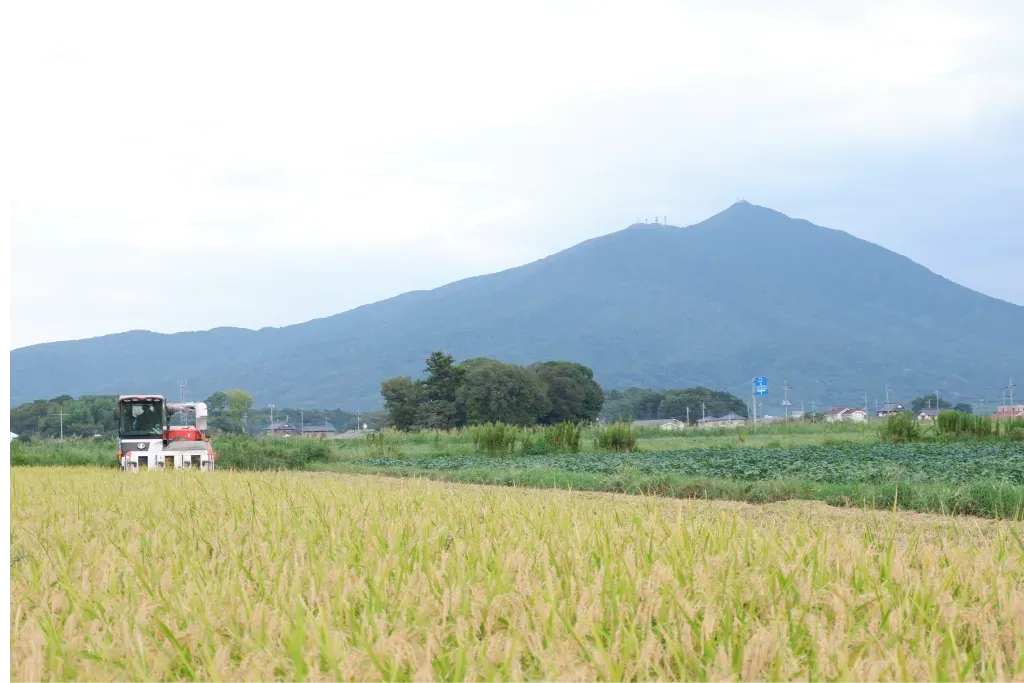 田んぼと筑波山