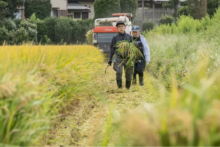 稲を収穫