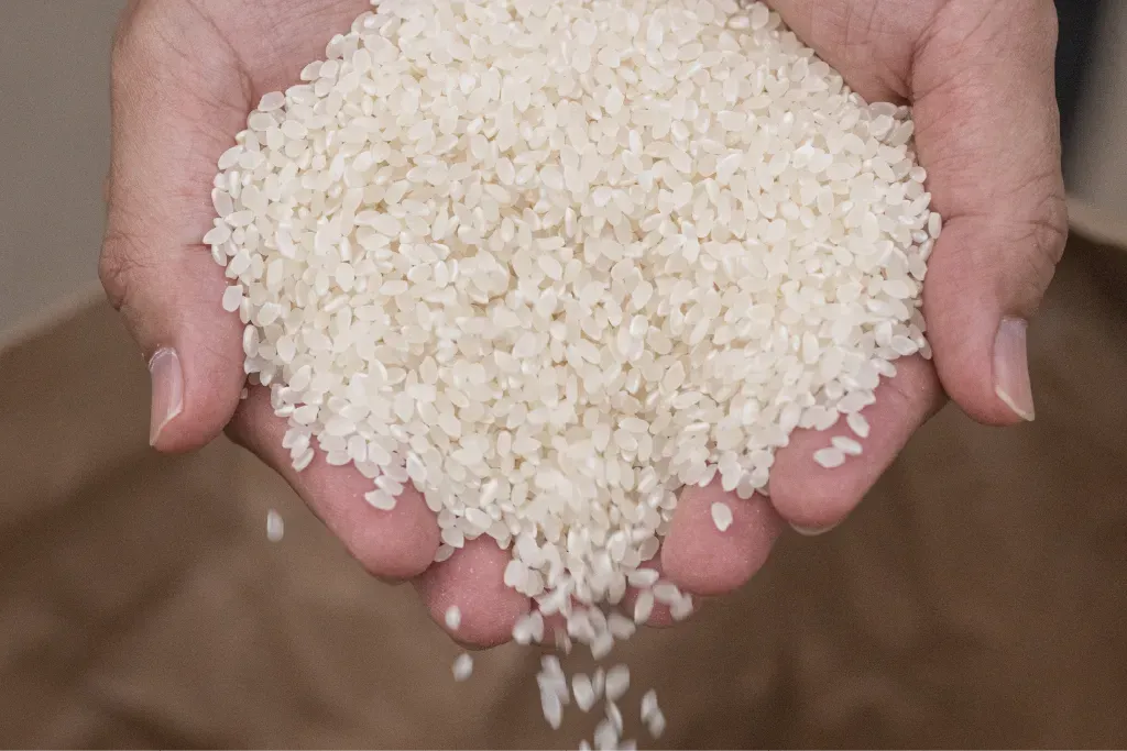 精米された米を両手で掬う