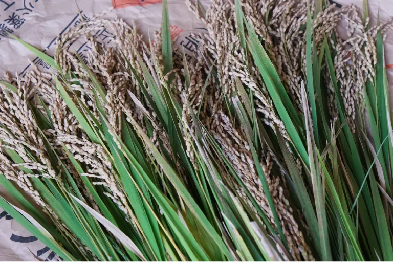 並べられた収穫済みの稲